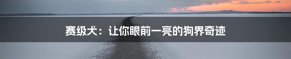 赛级犬：让你眼前一亮的狗界奇迹