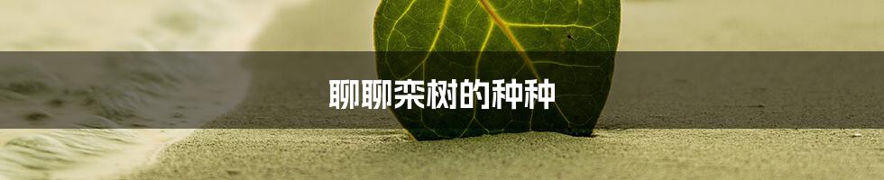 聊聊栾树的种种