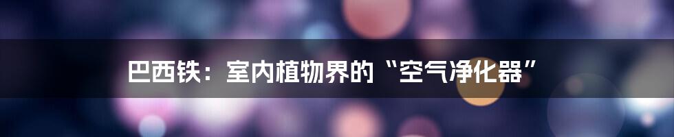 巴西铁：室内植物界的“空气净化器”