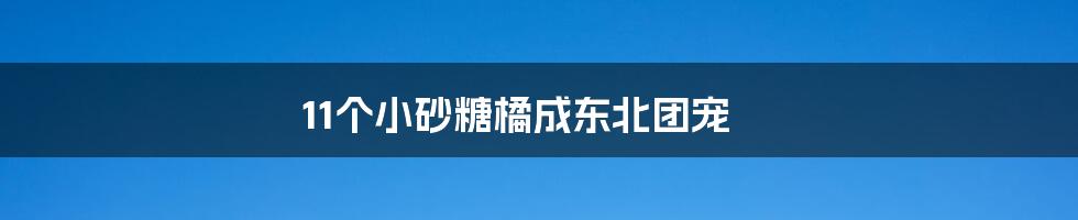 11个小砂糖橘成东北团宠