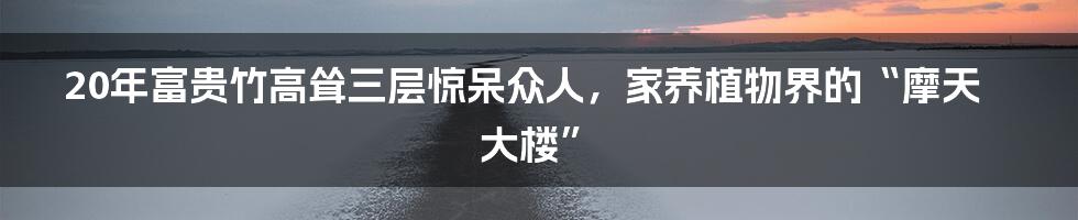 20年富贵竹高耸三层惊呆众人，家养植物界的“摩天大楼”