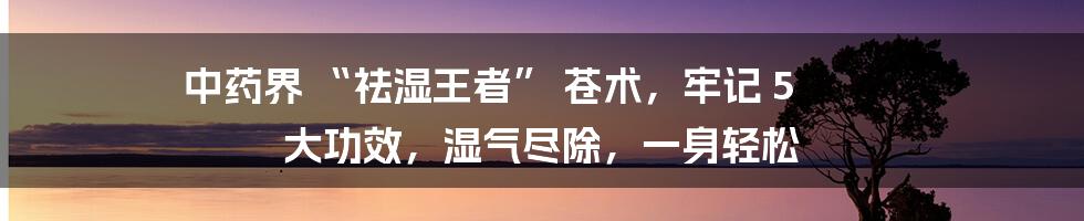 中药界 “祛湿王者” 苍术，牢记 5 大功效，湿气尽除，一身轻松