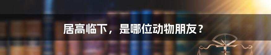 居高临下，是哪位动物朋友？