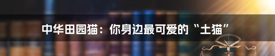 中华田园猫：你身边最可爱的“土猫”