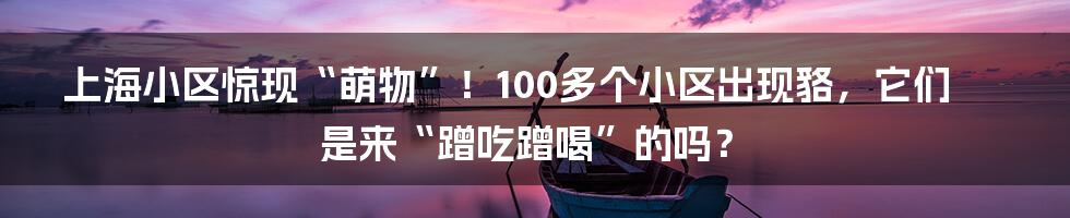 上海小区惊现“萌物”！100多个小区出现貉，它们是来“蹭吃蹭喝”的吗？