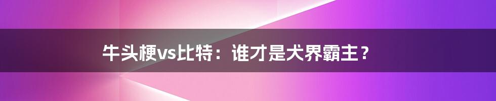 牛头梗vs比特：谁才是犬界霸主？