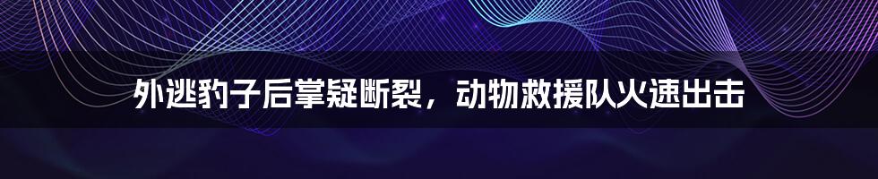 外逃豹子后掌疑断裂，动物救援队火速出击