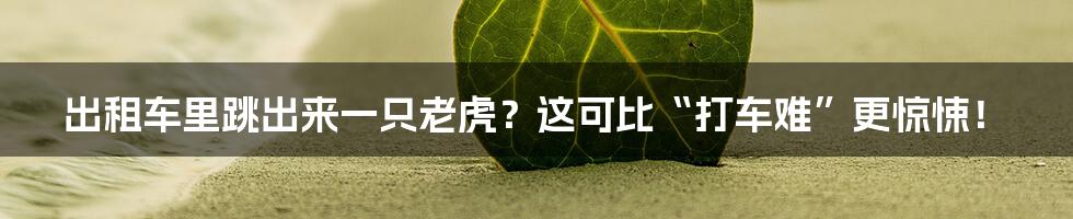 出租车里跳出来一只老虎？这可比“打车难”更惊悚！