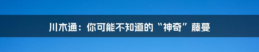 川木通：你可能不知道的“神奇”藤蔓