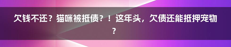 欠钱不还？猫咪被抵债？！这年头，欠债还能抵押宠物？