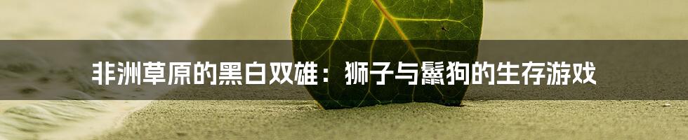 非洲草原的黑白双雄：狮子与鬣狗的生存游戏